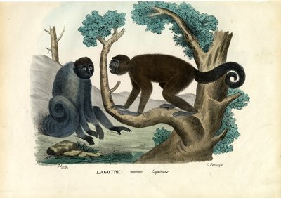 Woolly Monkey, 1863-79 by Raimundo Petraroja